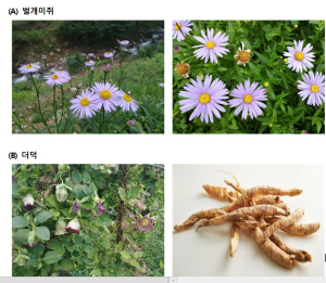 벌개미취, 더덕의 코로나 차단 효과 과학적 입증됐다