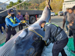 포항해경, 감포항 동방 7KM해상 밍크고래 혼획