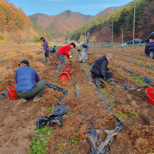 영양군 일월면, 일손부족 농가 수확 도와