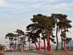 상주시, 한파ㆍ강풍 대비 가로수 월동 준비