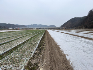 안동농기센터, 마늘ㆍ양파 월동준비 신경써야