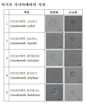 상주국립낙동강생물자원관, 미기록종 가시아메바 담수 토양서 5종 발견