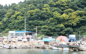 포항, 호미반도 해안 따라 천연기념물 모감주나무 식재