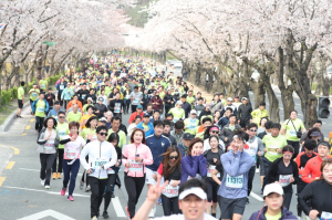 “오래 기다렸다, 경주 벚꽃마라톤”…4년만에 재개