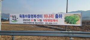 경산시 육동마을 청정미나리 출하