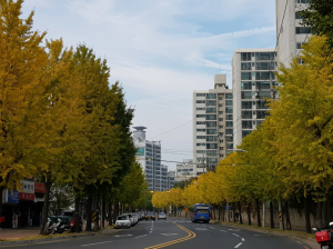 포항시, 가로수 5만 5000여 본 유지관리 철저히