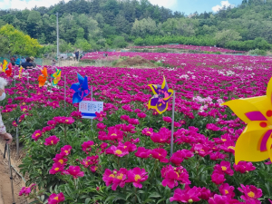 영천 한방ㆍ마늘산업특구,  전국 최초 작약 주산지 지정