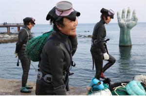 경북 동해안 해녀 주 수입원 ‘미역과 성게’