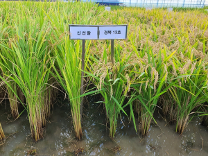 경북농업기술원 ‘구름찰’ 육성…품종 종자 생산ㆍ보급 온힘