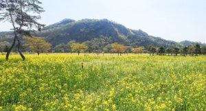 상주시, 낙동강 경천섬 관광지 유채꽃 가꾸기 '온힘'
