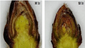 안동, 꽃눈 분화율 낮아... “사과나무 가지치기 시 결과지 많이 남겨야”