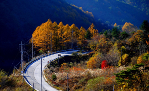 영주시, 소백산 일대 ‘명품 단풍나무류 숲’ 본격 조성