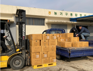 울진군, 자체 생산 우량 씨감자 공급
