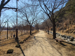 고령군, 대가야축제 맞이 관광지 꽃길 조성