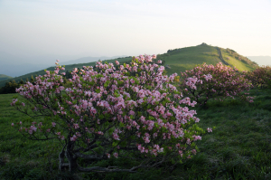 영주 소백산 철쭉 꽃나무 1만600주, 한국 식물복원 연구단지로 이관