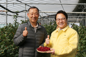 청도 명품 산딸기 출하…새콤달콤 영양만점