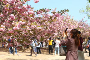 4년 만에 돌아온 ‘경주벚꽃축제’ 기대만발