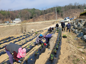 영주시, 새소득 작목 ‘체리’ 집중 육성
