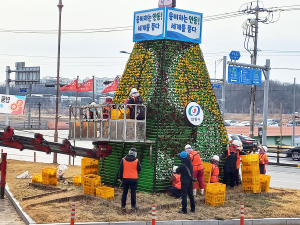 안동시, 화려한 봄 등장 알리는 꽃묘 식재