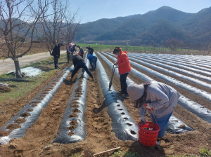 영양군 4-H 연합회, 공동과제활동 감자심기 행사 실시