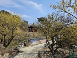 봉화 띠띠미마을 ‘노란 산수유 물결’ 출렁