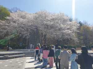 대구 북구 ‘침산정 벚꽃돌계단’ 사진찍기 좋은 명소 부상