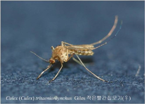 경북보건환경연구원, 일본뇌염 매개 모기 감시체계 가동