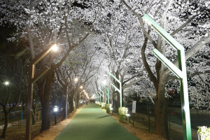 상주, 벚꽃길 쿨링포그ㆍ경관조명 ‘눈길’
