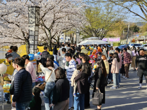 벚꽃 흐드러진 김천 연화지…관광객 북적