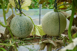경북도농업기술원, 시설재배 박과작물 황화 바이러스 발생 주의