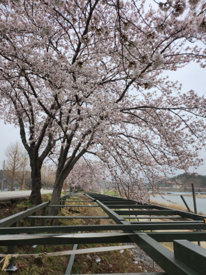 울진군, 성류굴 길 보행자 데크 설치