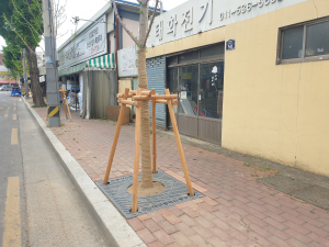 대구 중구, 큰장로 침장거리에 가로수 보호덮개 설치 완료