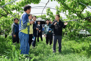 김천시, 이상저온 피해 농가 돕기 팔걷어