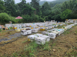 구미시 “꿀벌 폐사 바로 신고하세요”
