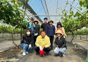 김천시 대곡동 직원, 농번기 농촌 일손 돕기