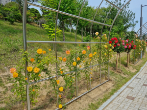 <포토>김천  안산공원 산책로 장미터널  꽃망울 활짝