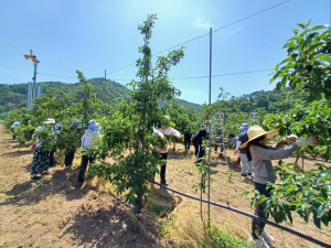 경북도 농축산유통국 직원, 영덕 사과 재배농가 일손돕기