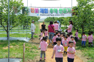 상주감연구소, 어린이 감꽃 체험 추억 만들기