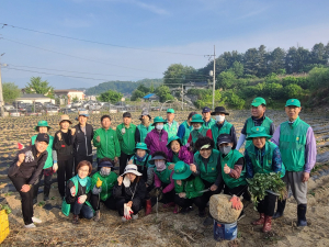 영주시 하망동 새마을협의회ㆍ부녀회, 고구마 심기