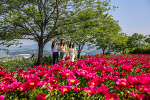 <포토>청도군, 4계절 명품 꽃길 조성
