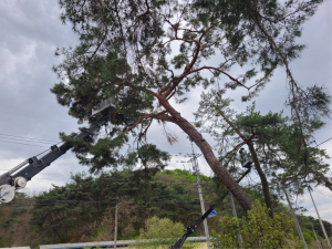 봉화, 전통마을숲 복원…산림문화자산 보전 최선