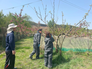 상주시농기센터, 과수화상병 발생 단계 '경계' 격상