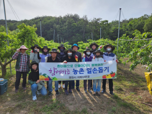 영천시 의회사무국, 자두 재배농가 일손돕기