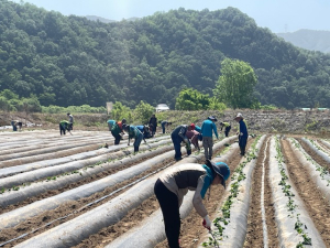 성주군, 가야산황금들녘메뚜기축제 영농체험장 조성