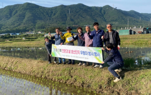 포항시, 고품질 친환경 쌀 생산…왕우렁이 방사