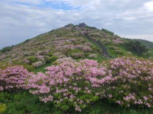 영주 소백산철쭉제 폐막…연분홍 철쭉 향연 선사