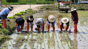 상주시농기센터, 벼 품종 비교 전시포 직원 모내기