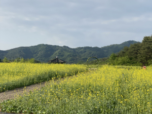 안동문화관광단지, 유채와 청보리로 물들다