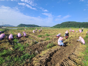 생활개선달성군연합회, 농촌 일손돕기 구슬땀