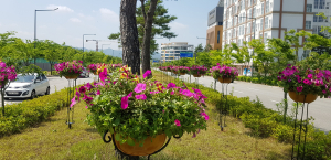 경북도청 신도시 곳곳에 꽃길조성